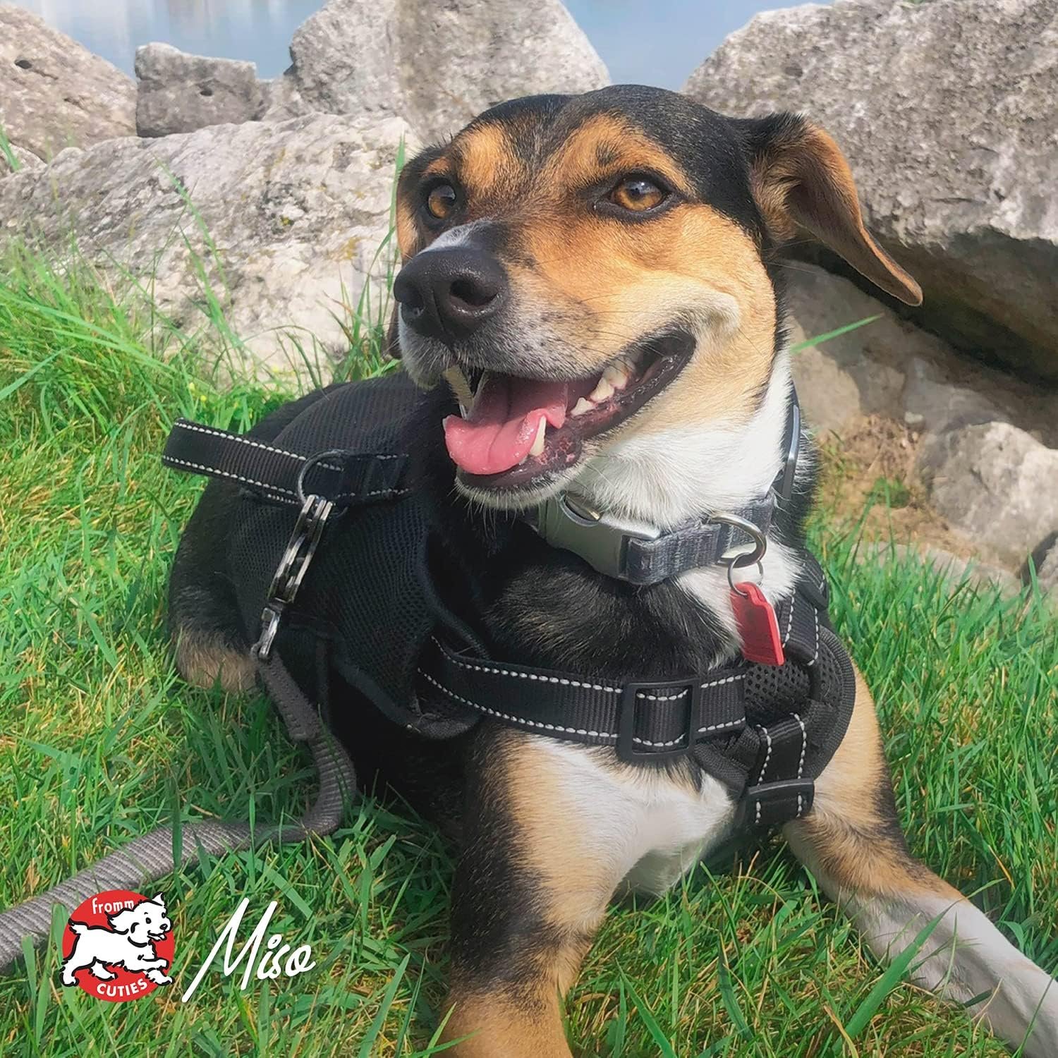 Fromm Classic Adult Dog Food – Chicken Recipe, 15 lb - Image 8