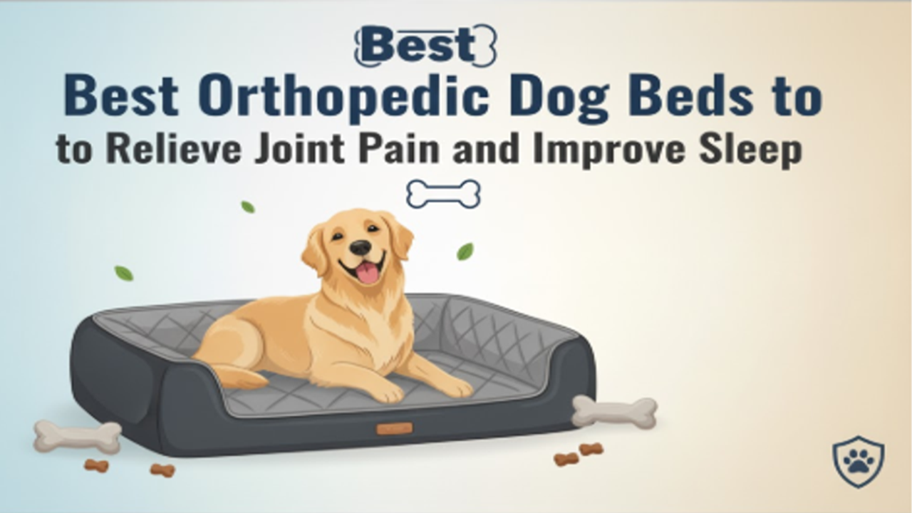 Best Orthopedic Dog Beds to Relieve Joint Pain and Improve Sleep Best Orthopedic Dog Beds to Relieve Joint Pain and Improve Sleep