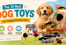 The 10 Best Dog Toys for Happy & Active Pets