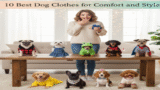 10 Best Dog Clothes for Comfort and Style