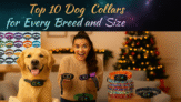 Top 10 Dog Collars for Every Breed and Size