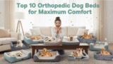 Top 10 Orthopedic Dog Beds for Maximum Comfort