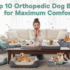 Top 10 Memory Foam Dog Beds for Ultimate Comfort and Support