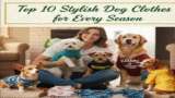 Top 10 Stylish Dog Clothes for Every Season
