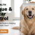 Dog Health: Dental Chews & Toys – The Complete Guide to Better Oral Care for Dogs