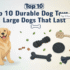 Top 10 Dog Crates for Large Dogs: Comfort and Safety Combined